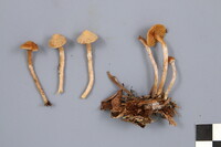 Cortinarius acutus image